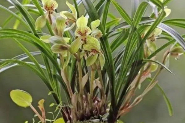 一年四季有什么花卉，秋季常见菊花、桂花等品种