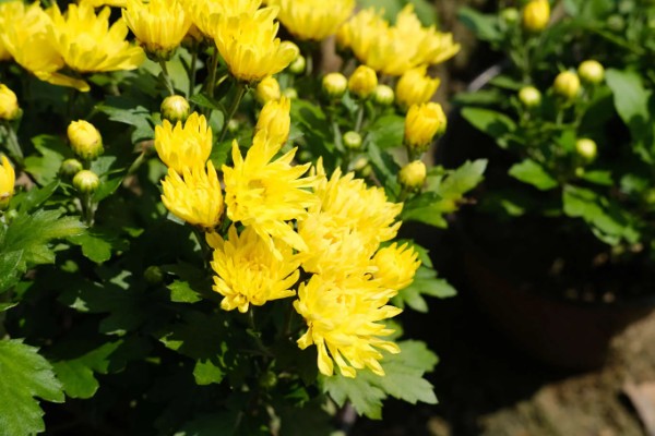 一年四季有什么花卉，秋季常见菊花、桂花等品种