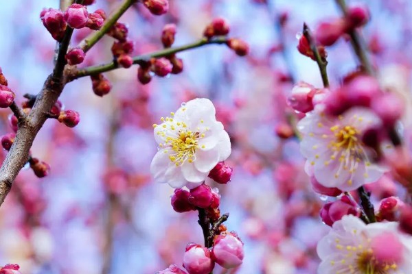 一年四季有什么花卉，秋季常见菊花、桂花等品种
