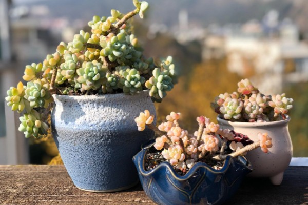 冬天多肉放室内不通风如何处理，放在向阳处让植株每天晒光