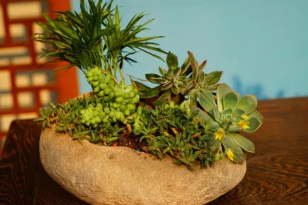 冬天多肉放室内不通风如何处理，放在向阳处让植株每天晒光