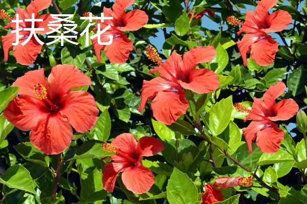 一年四季有什么花卉，秋季常见菊花、桂花等品种