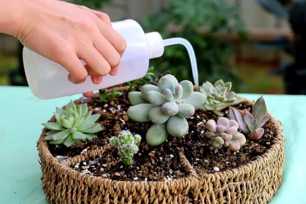 冬天多肉放室内不通风如何处理，放在向阳处让植株每天晒光