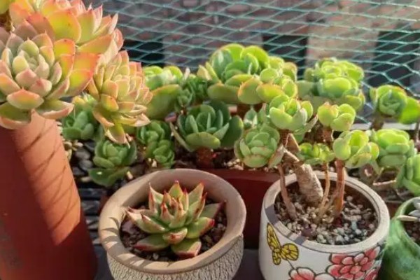 冬天多肉放室内不通风如何处理，放在向阳处让植株每天晒光