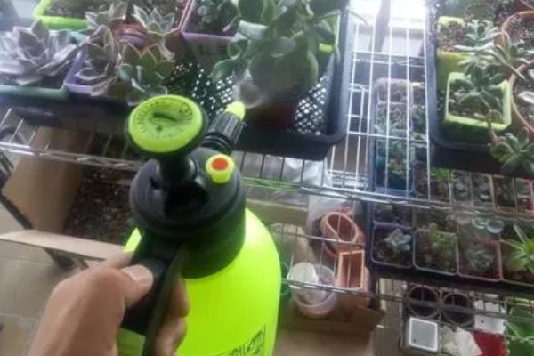 冬天多肉放室内不通风如何处理，放在向阳处让植株每天晒光