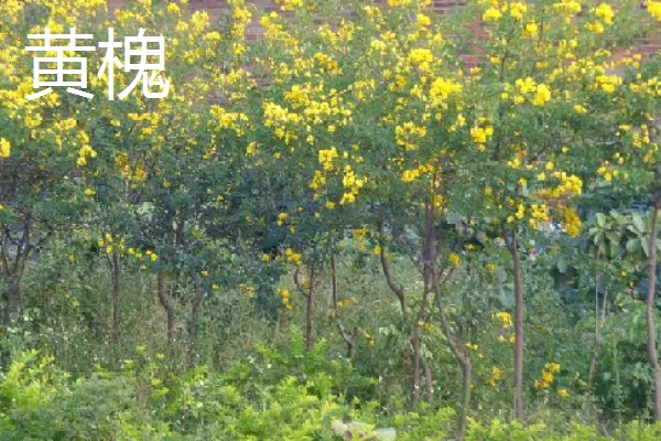 一年四季有什么花卉，秋季常见菊花、桂花等品种