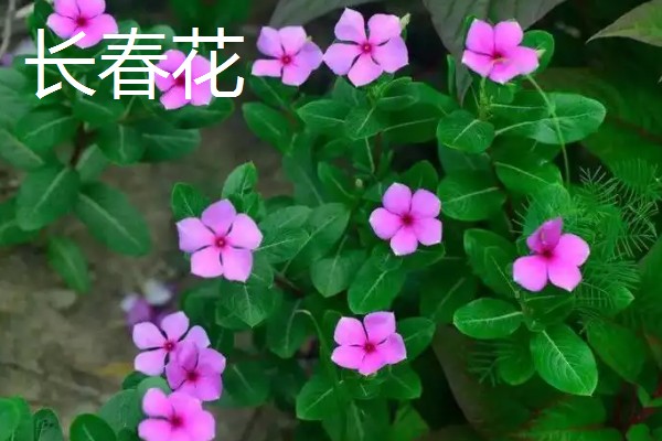 一年四季有什么花卉，秋季常见菊花、桂花等品种