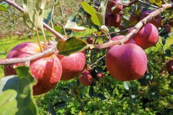丑苹果的知名产地，四川、云南产出的丑苹果品质较好