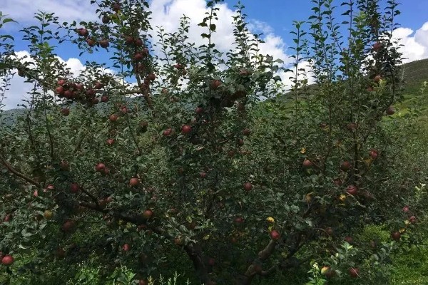 丑苹果的知名产地，四川、云南产出的丑苹果品质较好