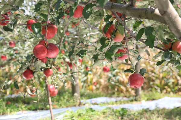 丑苹果的知名产地，四川、云南产出的丑苹果品质较好