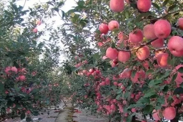 丑苹果的知名产地，四川、云南产出的丑苹果品质较好