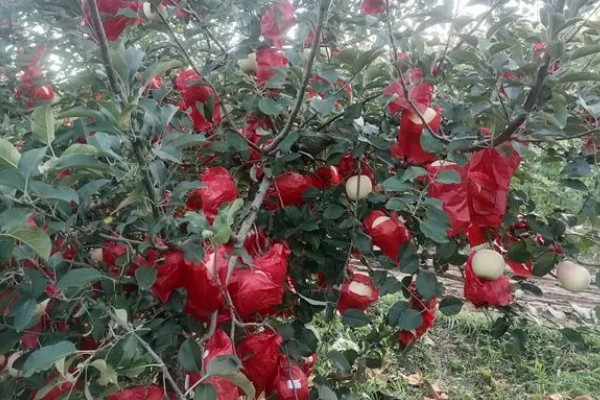 丑苹果的知名产地，四川、云南产出的丑苹果品质较好