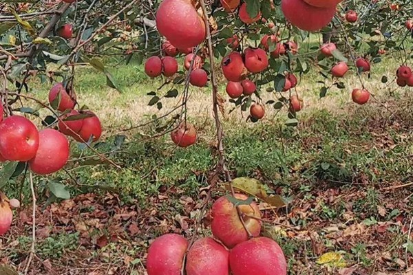 丑苹果的知名产地，四川、云南产出的丑苹果品质较好