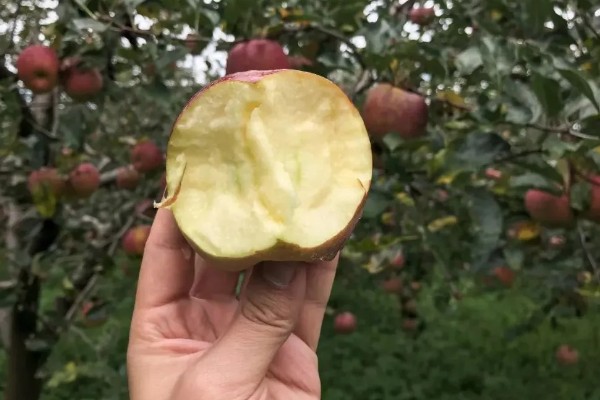 丑苹果的知名产地，四川、云南产出的丑苹果品质较好