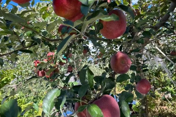 丑苹果的知名产地，四川、云南产出的丑苹果品质较好
