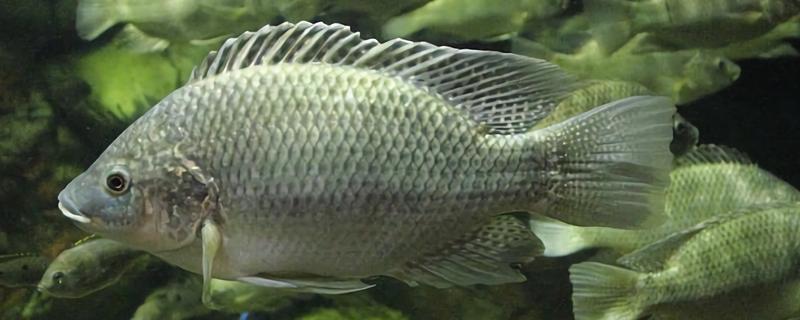 罗非鱼有没有毒，背鳍刺有微毒