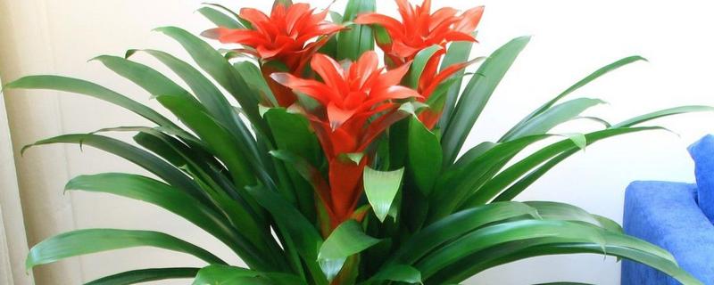 鸿运当头侧芽如何栽培，先选择健壮、饱满的侧芽