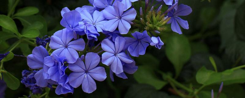 蓝花丹的花语是什么，寓意忧郁寂寞、迷茫等