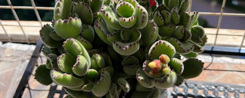 怎么养刚买的熊童子,要严格的控制好光照、水分等