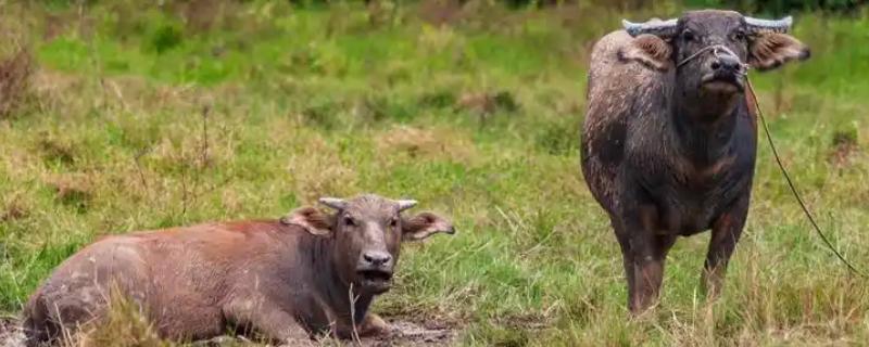 牛不用修蹄子的原因，牛蹄磨损少无需修理