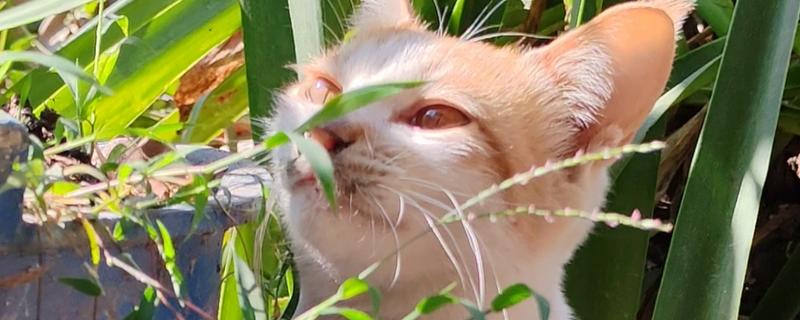 猫咪吃草的原因，是因为肚子里有毛球