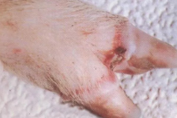 吃奶的小仔猪有口蹄病如何处理，采取以下措施具有治疗效果