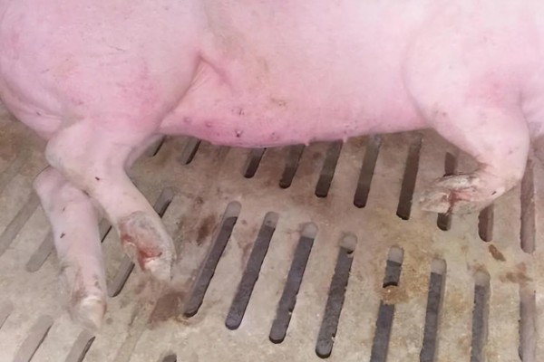 吃奶的小仔猪有口蹄病如何处理，采取以下措施具有治疗效果