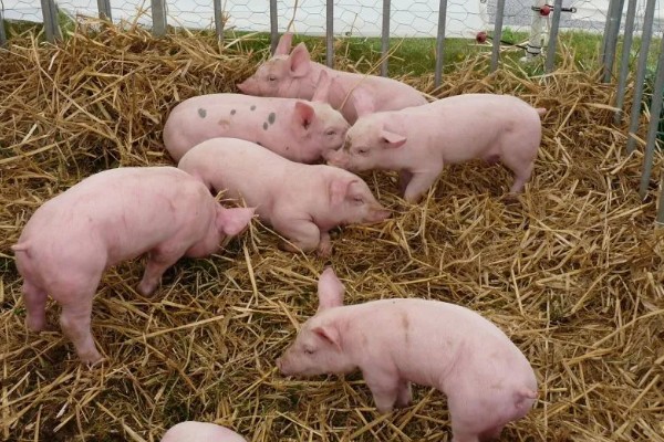 吃奶的小仔猪有口蹄病如何处理，采取以下措施具有治疗效果