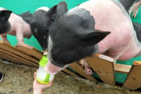 吃奶的小仔猪有口蹄病如何处理，采取以下措施具有治疗效果