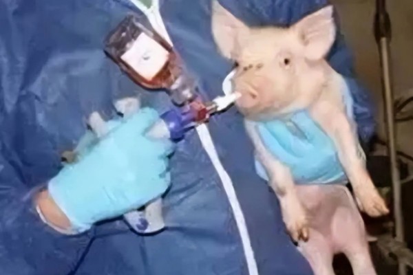 吃奶的小仔猪有口蹄病如何处理，采取以下措施具有治疗效果