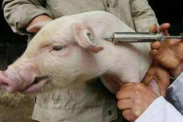 吃奶的小仔猪有口蹄病如何处理，采取以下措施具有治疗效果