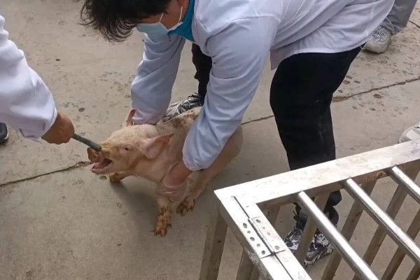 吃奶的小仔猪有口蹄病如何处理，采取以下措施具有治疗效果