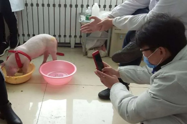 吃奶的小仔猪有口蹄病如何处理，采取以下措施具有治疗效果