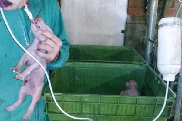 吃奶的小仔猪有口蹄病如何处理，采取以下措施具有治疗效果