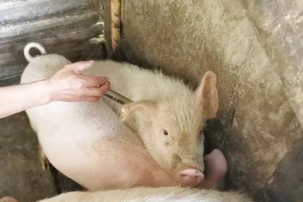 吃奶的小仔猪有口蹄病如何处理，采取以下措施具有治疗效果