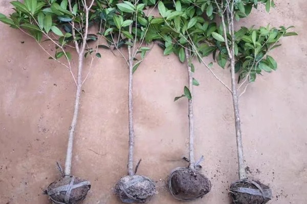 桂花树苗的价格,3-5年的幼苗售价20-80元左右