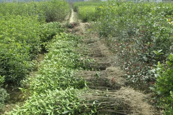 桂花树苗的价格,3-5年的幼苗售价20-80元左右