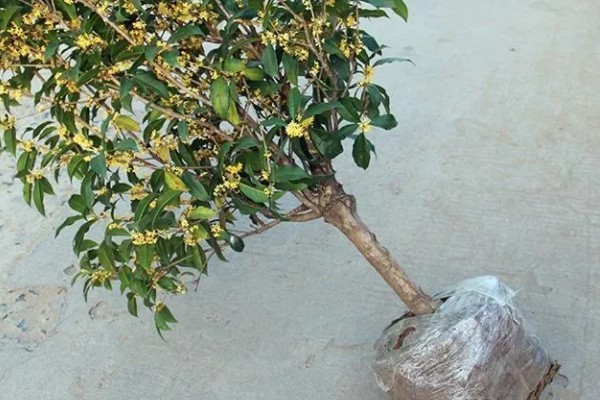 桂花树苗的价格,3-5年的幼苗售价20-80元左右