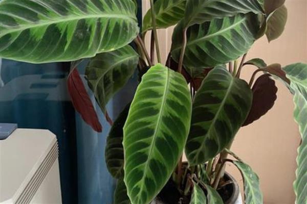 多彩竹的养殖方法,春秋季节每隔2-3天浇一次水