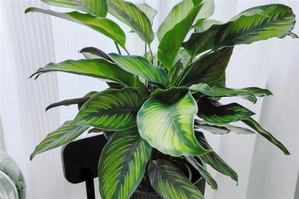 多彩竹的养殖方法,春秋季节每隔2-3天浇一次水