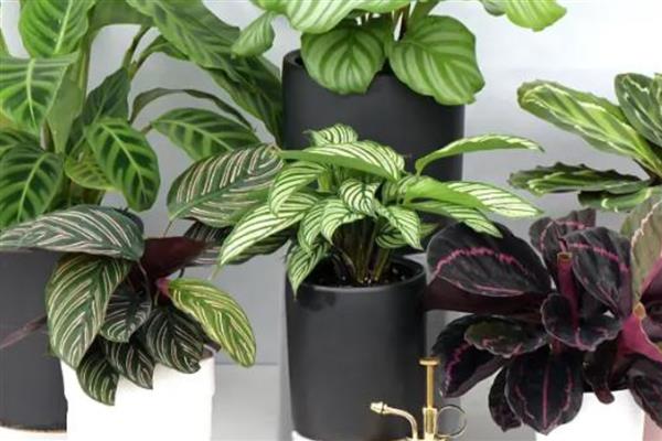 多彩竹的养殖方法,春秋季节每隔2-3天浇一次水