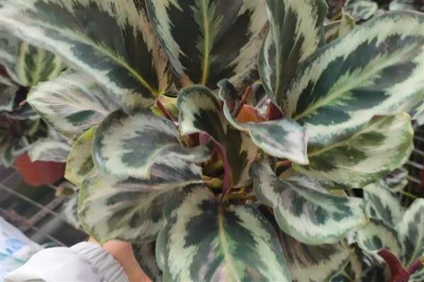 多彩竹的养殖方法,春秋季节每隔2-3天浇一次水