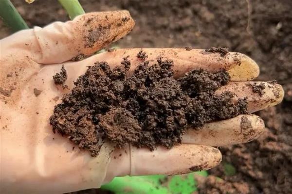 多彩竹的养殖方法,春秋季节每隔2-3天浇一次水