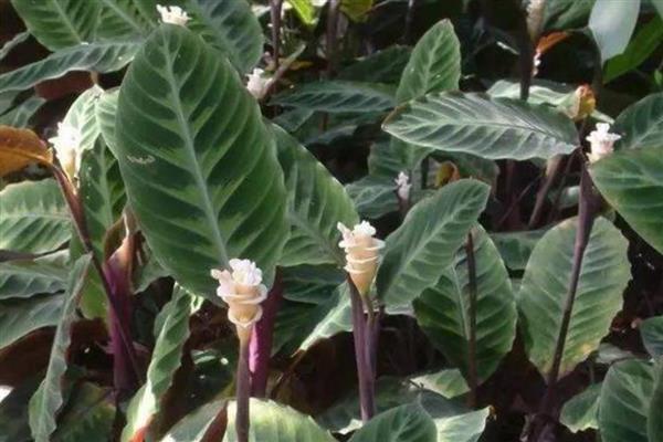 多彩竹的养殖方法,春秋季节每隔2-3天浇一次水