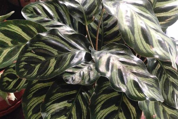 多彩竹的养殖方法,春秋季节每隔2-3天浇一次水