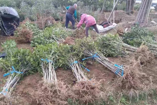 桂花树苗的价格,3-5年的幼苗售价20-80元左右