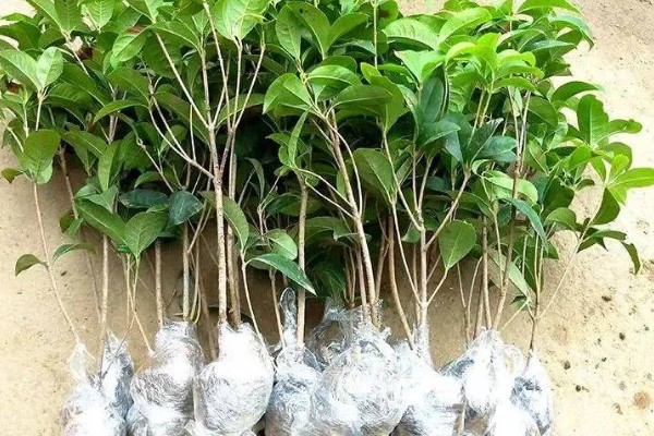 桂花树苗的价格,3-5年的幼苗售价20-80元左右