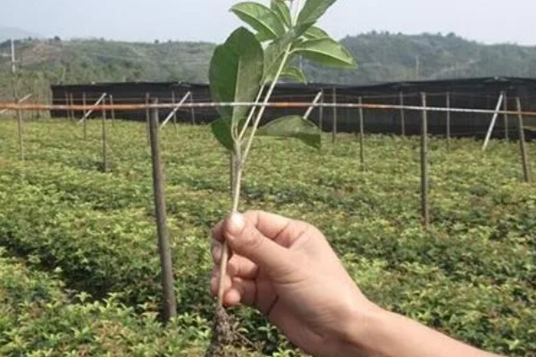 桂花树苗的价格,3-5年的幼苗售价20-80元左右