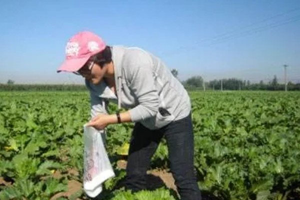 硝酸钾属于什么肥料，是化肥中的复合肥