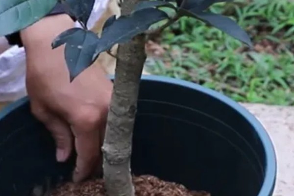 桂花树苗的价格,3-5年的幼苗售价20-80元左右